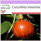 SAFLAX - Calabaza Hokkaido - 10 semillas - Cucurbita maxima foto / 3,95 €