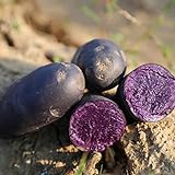 Benoon Kartoffel-Samen, 100 Stück/Beutel Gemüsesamen, einfach zu pflanzen, schnell wachsend, schnelle Keimung, seltene schwarze Haut, lila Fleischkartoffelsamen für Hofkartoffelsamen foto / 11,73 €