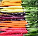 MySeeds.Co Big Pack - (3,500+) Rainbow Mix Carrot Seeds - Atomic Red, Bambino Orange, Cosmic Purple, Lunar White and Solar Yellow Seeds (Big Pack - Carrot Rainbow Mix) photo / $9.99 ($0.02 / Count)