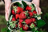 Albion Everbearing Strawberry Bare Roots Plants, 25 per Pack, Hardy Plants Non GMO… photo / $15.99 ($0.64 / Count)