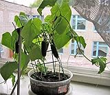 Self-pollinated Indoor Cucumber F1 Seeds Indoor Room Early Pickling Vegetable for Planting Giant Non GMO 10 Seeds photo / $8.98