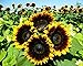 photo 25+ Seeds Sunflower : Pro Cut (BTL) Bicolor Sunflower Fresh