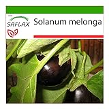 SAFLAX - Berenjena - 20 semillas - Con sustrato estéril para cultivo - Solanum melonga foto / 4,45 €