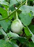 Seedeo® Thai-Aubergine Solanum virginianum 20 Samen foto / 3,90 €