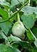 foto Seedeo® Thai-Aubergine Solanum virginianum 20 Samen