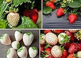 Double The Color Strawberry Duo Packet - 100 Red Straberry Seeds + 100 White Strawberry Seeds to Plant photo / $10.92 ($0.11 / Count)