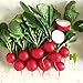 photo 500+ Radish Seeds- Cherry Belle Radish