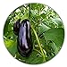 foto Aubergine - ca.50 Samen - Solanum melongena - guter Ertrag - Resistente Sorte