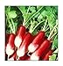 photo 100 French Breakfast Radish Seeds | Non-GMO | Fresh Garden Seeds
