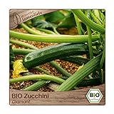 Samenliebe BIO Zucchini Samen Diamant grün 10 Samen samenfestes Gemüse Saatgut für Gewächshaus Freiland und Balkon BIO Gemüsesamen foto / 3,49 €