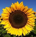 25+ Seeds Sunflower : Pro Cut (BTL) Mixture Sunflower Fresh photo / $28.00