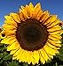 photo 25+ Seeds Sunflower : Pro Cut (BTL) Mixture Sunflower Fresh