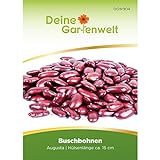 Buschbohnen Augusta Samen - Phaseolus vulgaris - Buschbohnensamen - Gemüsesamen - Saatgut foto / 2,99 €
