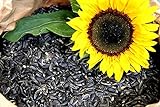 Futterbauer 10 Kg Schwarze Sonnenblumenkerne foto / 18,99 € (1,90 € / kg)