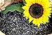 foto Futterbauer 10 Kg Schwarze Sonnenblumenkerne