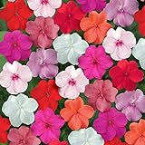 Outsidepride Impatiens Clear Mix - 100 Seeds photo / $6.49 ($0.06 / Count)