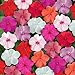 photo Outsidepride Impatiens Clear Mix - 100 Seeds