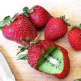20 Stück veredelte Kiwi-Erdbeer samen leicht zu kultivieren schnell wachsende einfach zu handhaben Bonsai Köstliche Obstgarten-Pflanzen dekoration für den Garten-Hausbau Kiwi Erdbeer samen Eine Gr foto / 0,01 €