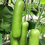 30 teile/tasche Zucchini Samen Nicht-GVO Nahrung grünen Home Wachstum Gemüsesamen Bauernhof Zucchini-Samen foto / 0,19 €