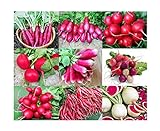 Please Read! This is A Mix!!! 100+ Radish Mix 9 Varieties Seeds, Heirloom Non-GMO, Colorful, Pink, Red, White, Sweet and Mild, from USA photo / $5.49 ($31.12 / Ounce)