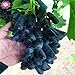 foto 50pcs/bag Seltene Finger Traubenkerne, erweitert Fruchtsamen, 3 Natürliches Wachstum Trauben Köstliche Bonsai Topfpflanzen für Hausgarten