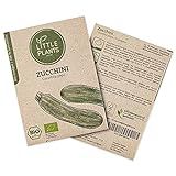 BIO Zucchini Samen, 10 Zucchinisamen, hohe Keimrate, 100% Natürlich von Little Plants, BIO Samen Zucchini Courgette für deinen Gemüsegarten, Gemüsebeet, Hochbeet - BIO Saatgut Nachhaltig Verpackt foto / 3,95 €