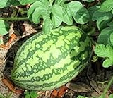 25 Florida Giant Watermelon Seeds | Non-GMO | Heirloom | Fresh Garden Seeds photo / $6.95