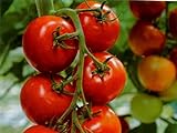 Tomate - Harzfeuer F1 Hybrid - legendär - platzfest - krankheitsresistent - 10 Samen foto / 1,95 €