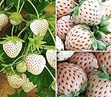 2000+ White Strawberry Seeds for Planting photo / $7.99 ($0.00 / Count)