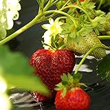 10 Chandler Strawberry Plants - Best southern strawberries, Organic, Junebearing photo / $19.95 ($2.00 / Count)