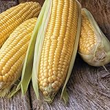 Honey Select Yellow Sweet Corn Seeds, 50+ Heirloom Seeds Per Packet, (Isla's Garden Seeds), Non GMO Seeds, 90% Germination Rates, Botanical Name: Zea Mays photo / $6.75 ($0.14 / Count)