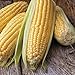 photo Honey Select Yellow Sweet Corn Seeds, 50+ Heirloom Seeds Per Packet, (Isla's Garden Seeds), Non GMO Seeds, 90% Germination Rates, Botanical Name: Zea Mays