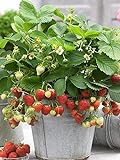 200+ Wild Strawberry Strawberries Seeds - Fragaria Vesca - Edible Garden Fruit Heirloom Non-GMO - Made in USA, Ships from Iowa. photo / $7.96 ($0.08 / Count)