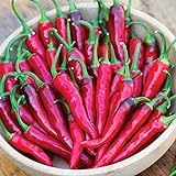 Burpee Dragon Cayenne Hot Pepper Seeds 25 seeds photo / $9.23 ($0.37 / Count)