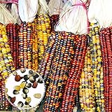 Benoon Mais-Samen, 1 Beutel Maisohren, nicht-GVO, bunt, Glas, Maissamen für Botaniker, gemischte Farben, Maissamen foto / 11,07 €
