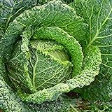 Cabbage Savory Perfection (25+ Seed Pack) - COOL BEANS N SPROUTS Brand - Non-GMO - Home Gardening photo / $1.99 ($1.99 / Count)