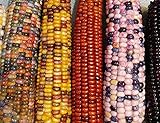 Mountain Indian Corn Seeds for Planting Outdoors, 100+ Rainbow Corn Seeds ( Mixed Painted Mountain Indian Corn ), Rainbow Corn Seeds, Ornamental Corn photo / $10.96 ($0.11 / Count)