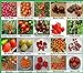 foto Tomaten Set 2 : TOP Qualität Saatgut aus Deutschland, 20 Sorten, Ohne Gentechnik, 100% samenfest, Tomate Fleischtomate Cherrytomate, Sammlung von Raritäten