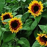 25+ Seeds (BTL) Sunflower : Pro Cut Bicolor Sunflower Fresh photo / $26.00