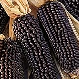 Semillas de maíz negro, 1 bolsa de semillas de maíz dulce natural ligero de maíz rústico Ideal Semilla para jardinería regalo al aire libre foto / 0,01 €