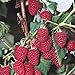 photo 5 Heritage Everbearing Red Raspberry Plants (5 Lrg 2yr Bare Root Canes) Zone 3-8