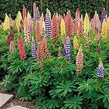Outsidepride Lupine Russells Plant Flower Seed - 500 Seeds photo / $6.49 ($0.01 / Count)