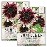 Seed Needs, Cherry Rose Sunflower (Helianthus annuus) Twin Pack of 50 Seeds Each photo / $8.85 ($0.09 / Count)
