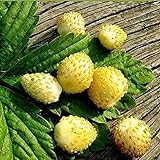 Seeds Alpine Strawberry Yellow Everbearing Indoor Berries Fruits for Planting Non GMO photo / $8.99