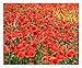 photo Red Flanders Poppies - 50,000 Flanders Poppy Seeds - Marde Ross & Company