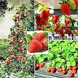 250+ Red Climbing Strawberry Seeds Everbearing Fruit Plant Home Garden Sweet and Delicious photo / $8.00 ($0.03 / Count)