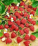 CEMEHA SEEDS - Alpine Strawberry Baron Solemakher Everbearing Berries Indoor Non GMO Fruits for Planting photo / $8.95 ($0.09 / Count)