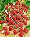 photo CEMEHA SEEDS - Alpine Strawberry Baron Solemakher Everbearing Berries Indoor Non GMO Fruits for Planting