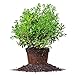 photo Needlepoint Holly - Size: 1 Gallon, Live Plant, Includes Special Blend Fertilizer & Planting Guide