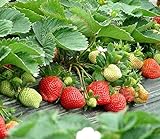 Strawberry Seeds 250 PCS for Planting in Pots Non GMO photo / $9.99 ($0.04 / Count)